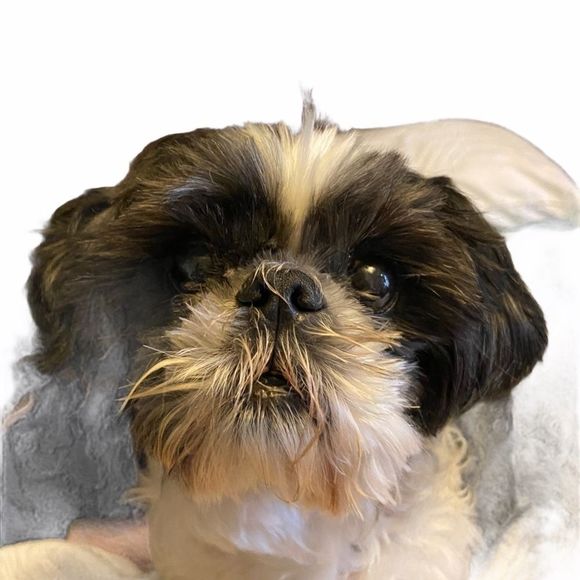 Chicos Silk Blend Knit Sleeveless Boho Summer Top S - Picture 10 of 10